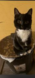 Lost Female Cat last seen Near Broad St /Payton St Providence 02905, Providence, RI 02905