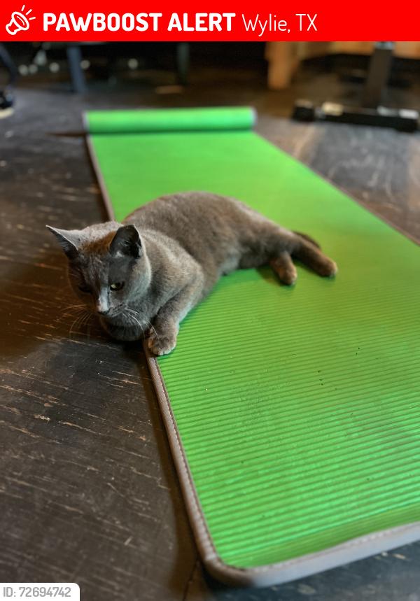 Lost Female Cat last seen Bozeman and Troy Rd, Wylie, Wylie, TX 75098