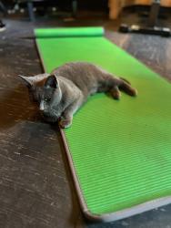 Lost Female Cat last seen Bozeman and Troy Rd, Wylie, Wylie, TX 75098