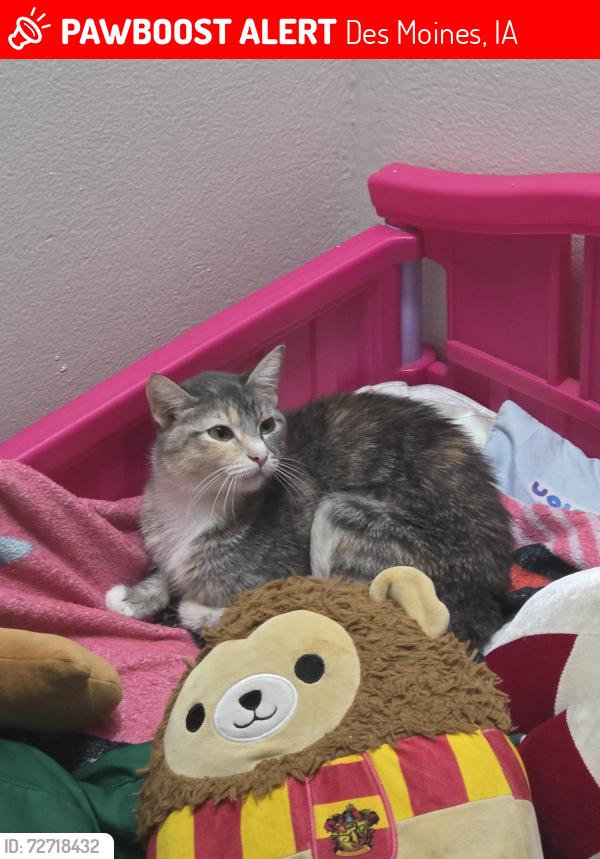Lost Female Cat last seen 30th ans urbandale, Des Moines, IA 50310