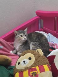 Lost Female Cat last seen 30th ans urbandale, Des Moines, IA 50310