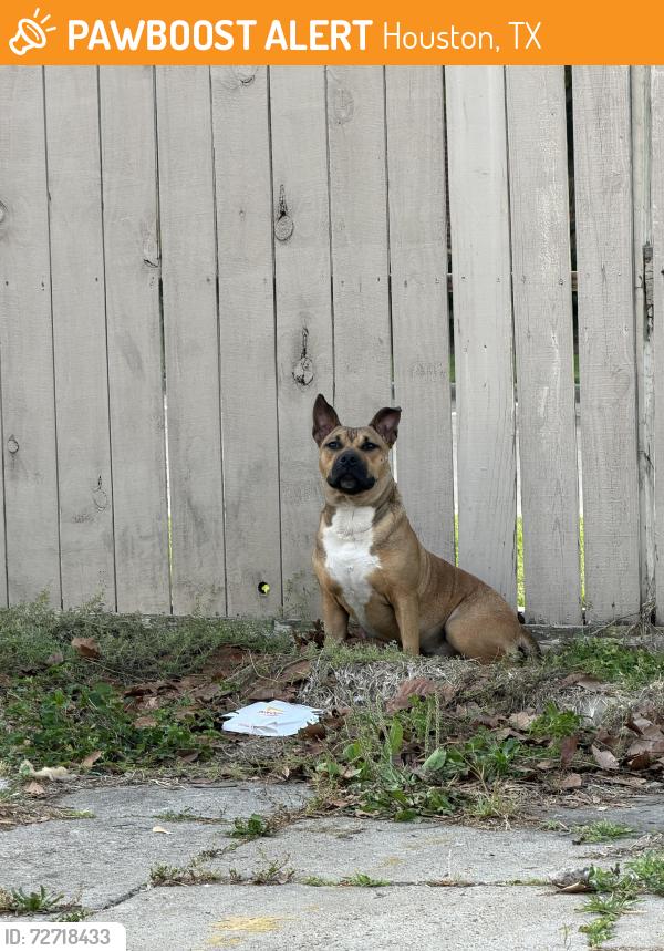Found/Stray Male Dog last seen woodfair dr , Houston, TX 77099