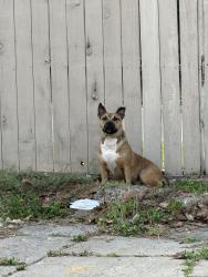 Found/Stray Male Dog last seen woodfair dr , Houston, TX 77099