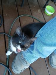 Found/Stray Unknown Cat last seen Near hoke lane statesville nc, Statesville, NC 28677
