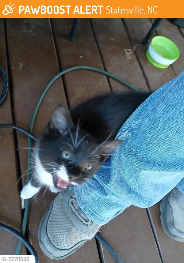 Found/Stray Unknown Cat last seen Near hoke lane statesville nc, Statesville, NC 28677
