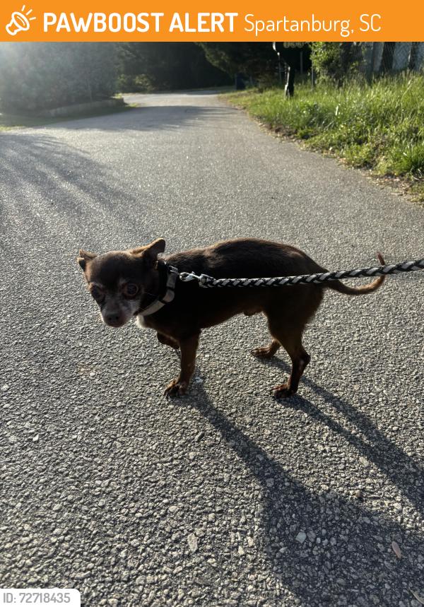 Found/Stray Male Dog last seen Carolina country club rd , Spartanburg, SC 29302