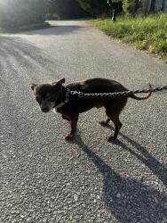 Found/Stray Male Dog last seen Carolina country club rd , Spartanburg, SC 29302