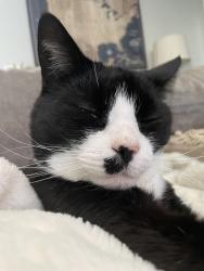 Lost Male Cat last seen Near chippokes ct, Virginia Beach, VA 23454