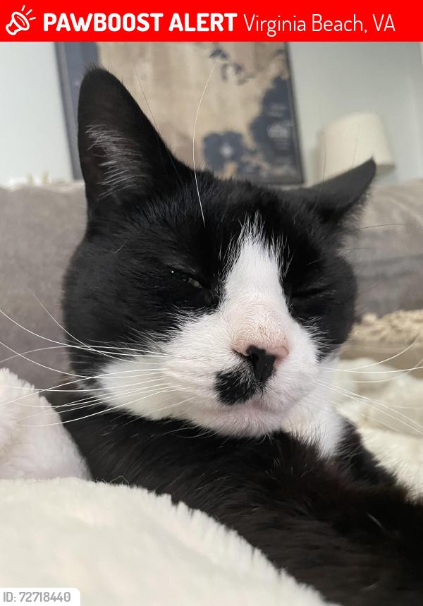 Lost Male Cat last seen Near chippokes ct, Virginia Beach, VA 23454