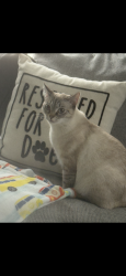 Lost Female Cat last seen Off of andrew hunter rd in front of bvs warehouse , Asheboro, NC 27203