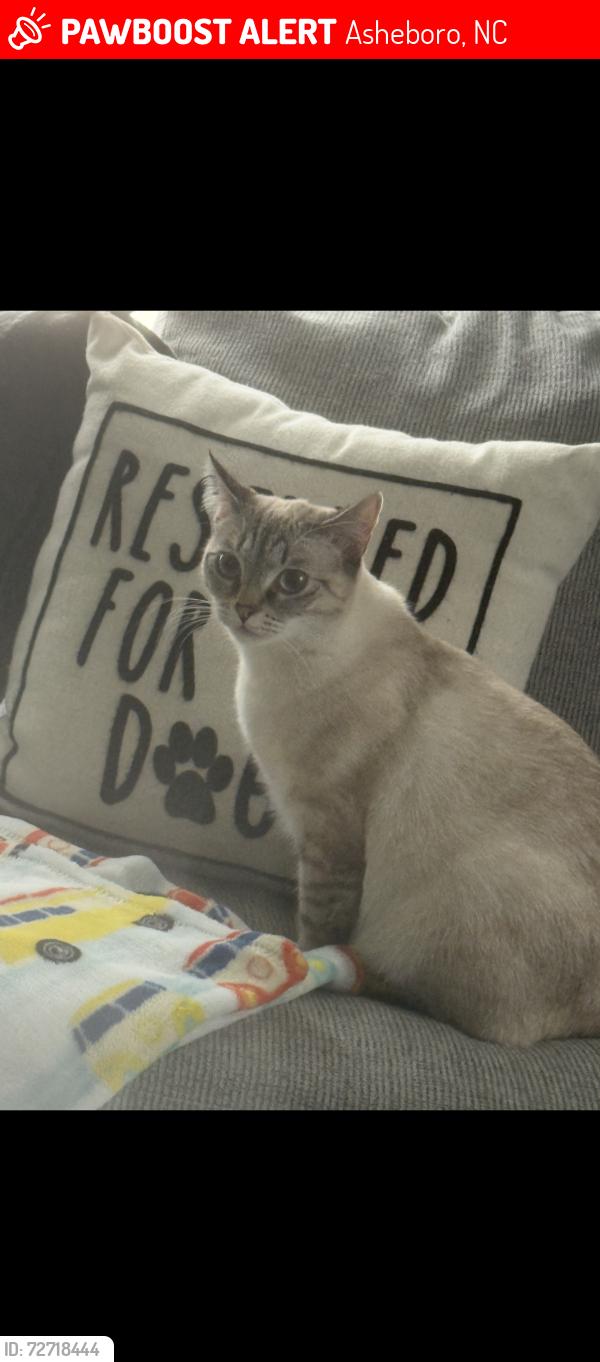 Lost Female Cat last seen Off of andrew hunter rd in front of bvs warehouse , Asheboro, NC 27203