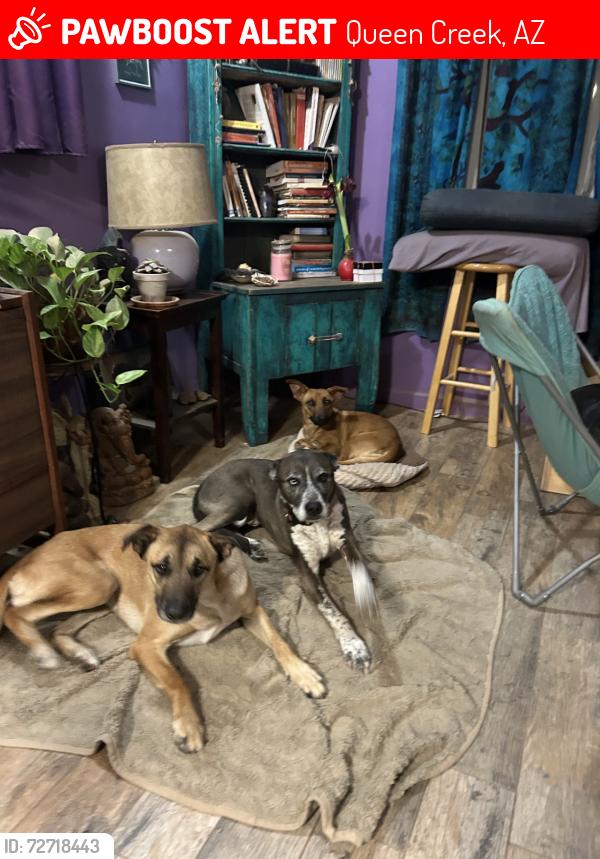 Lost Male Dog last seen He and his sister got out when the wind blew the front door open.  Blu is still missing.  204th St. and Happy Road, Queen Creek, AZ, Queen Creek, AZ 85142