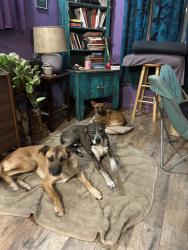 Lost Male Dog last seen He and his sister got out when the wind blew the front door open.  Blu is still missing.  204th St. and Happy Road, Queen Creek, AZ, Queen Creek, AZ 85142
