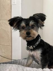 Lost Male Dog last seen Flamenco Hook, Victorville, CA 92394