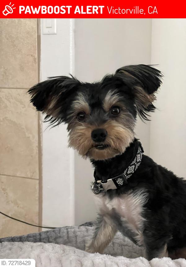 Lost Male Dog last seen Flamenco Hook, Victorville, CA 92394