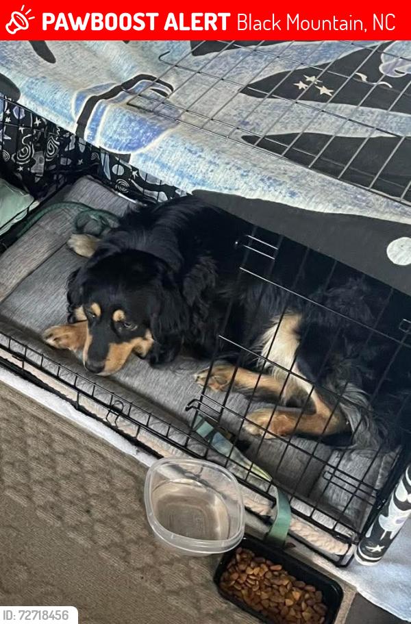 Lost Male Dog last seen Craven Hill Circle & Center St, Ridgecrest area, Black Mountain, NC 28711