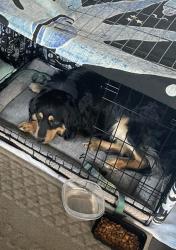 Lost Male Dog last seen Craven Hill Circle & Center St, Ridgecrest area, Black Mountain, NC 28711
