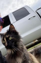 Found/Stray Female Cat last seen Between 54th and state road, Parma, OH 44134