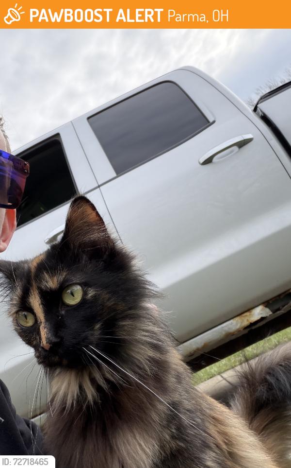 Found/Stray Female Cat last seen Between 54th and state road, Parma, OH 44134