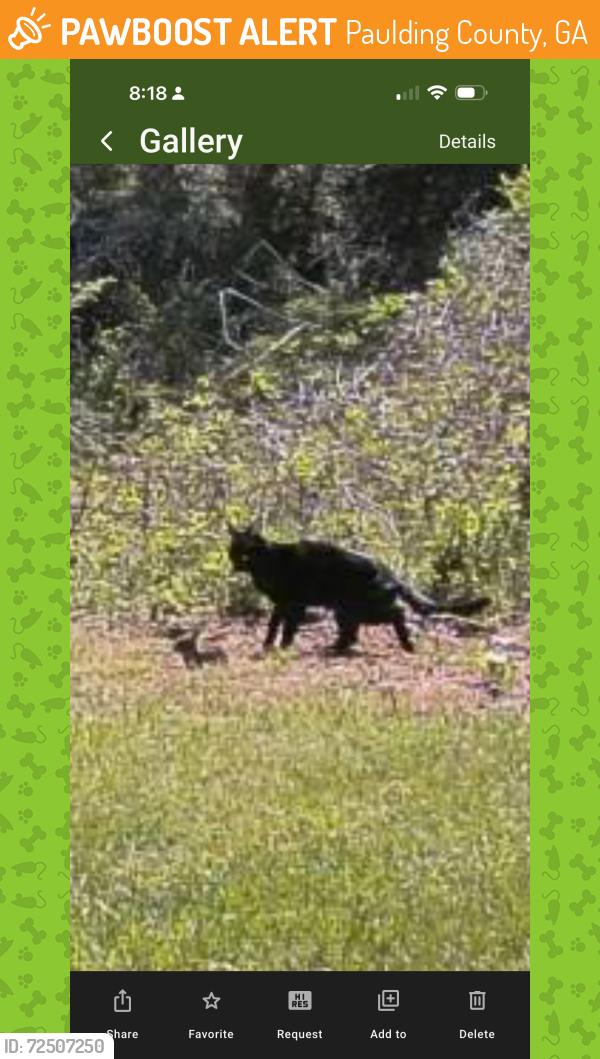 Found/Stray Unknown Cat last seen Hwy 92 and Wiscasset Pkwy, Paulding County, GA 30157