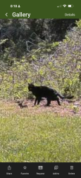 Found/Stray Unknown Cat last seen Hwy 92 and Wiscasset Pkwy, Paulding County, GA 30157