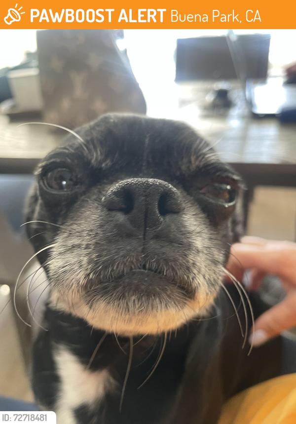Found/Stray Female Dog last seen Crescent and valley view, Buena Park, CA 90620