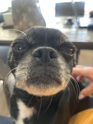 Found/Stray Female Dog last seen Crescent and valley view, Buena Park, CA 90620