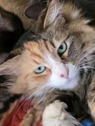 Lost Female Cat last seen Hill Street , Wabash, IN 46992