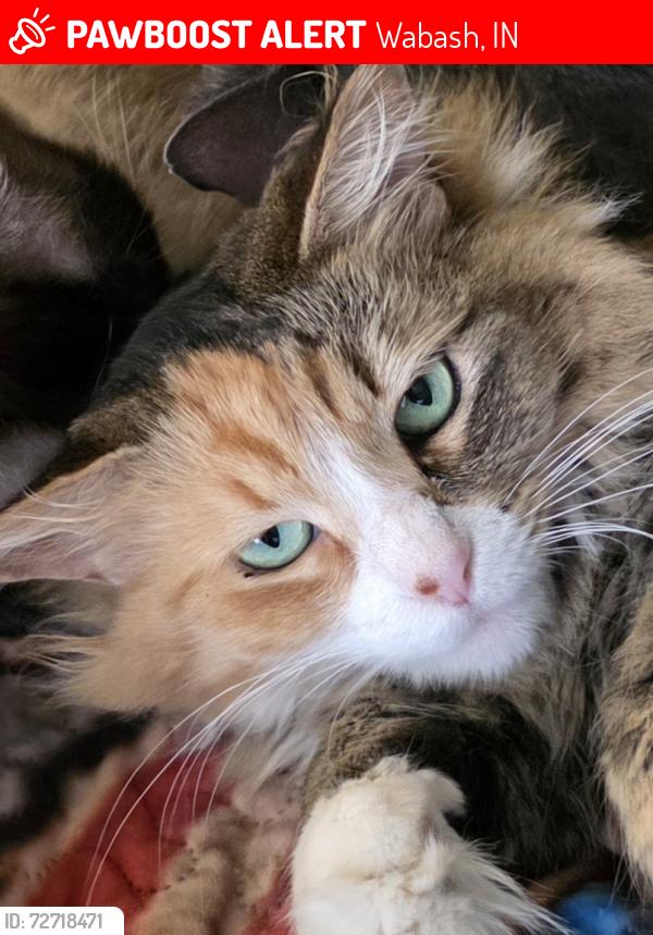 Lost Female Cat last seen Hill Street , Wabash, IN 46992