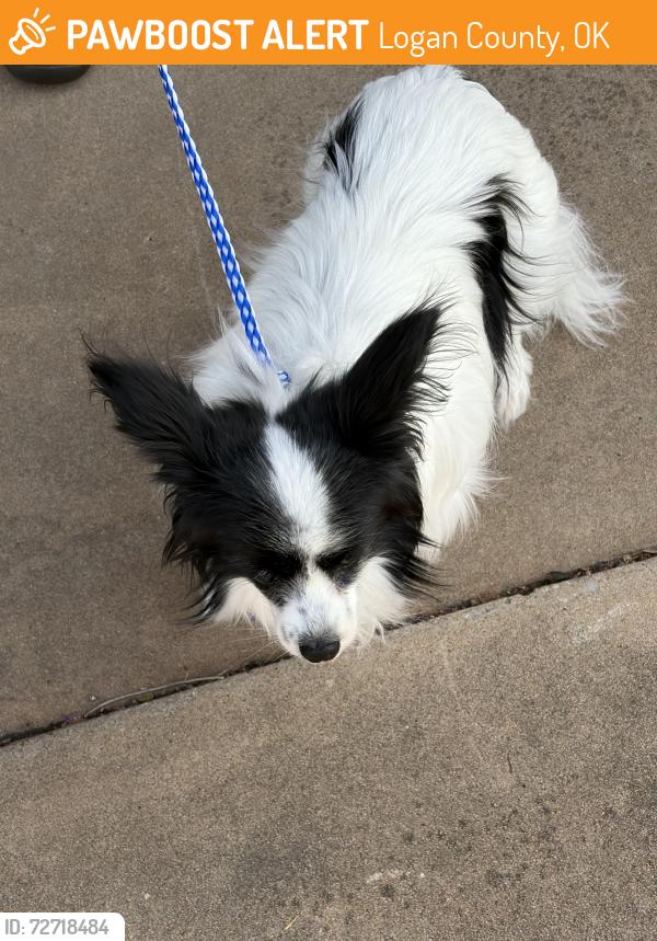 Found/Stray Female Dog last seen Charleston rd, Logan County, OK 73025