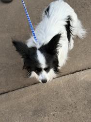 Found/Stray Female Dog last seen Charleston rd, Logan County, OK 73025