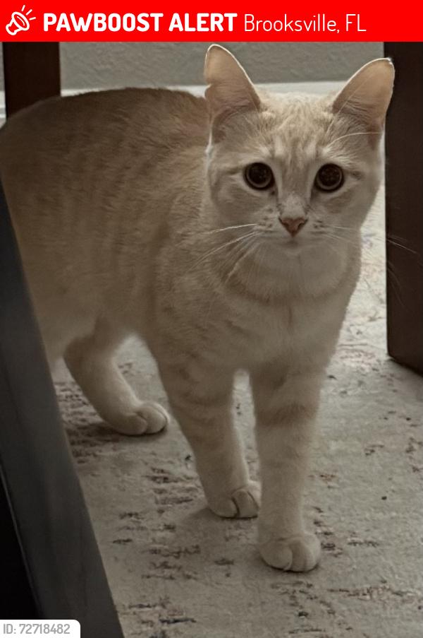 Lost Female Cat last seen Near ens Avenue Brooksville florida 34613, Brooksville, FL 34614