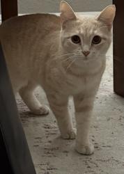 Lost Female Cat last seen Near ens Avenue Brooksville florida 34613, Brooksville, FL 34614