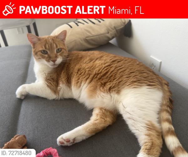 Lost Female Cat last seen S.W. 102ND AVE , Miami, FL 33165