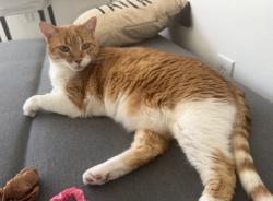 Lost Female Cat last seen S.W. 102ND AVE , Miami, FL 33165