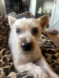 Lost Male Dog last seen 44th st & 14th ave, Minneapolis, MN 55402