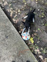 Lost Female Dog last seen Wilson road, Park lakes Elementary , North Belt Forest, TX 77396