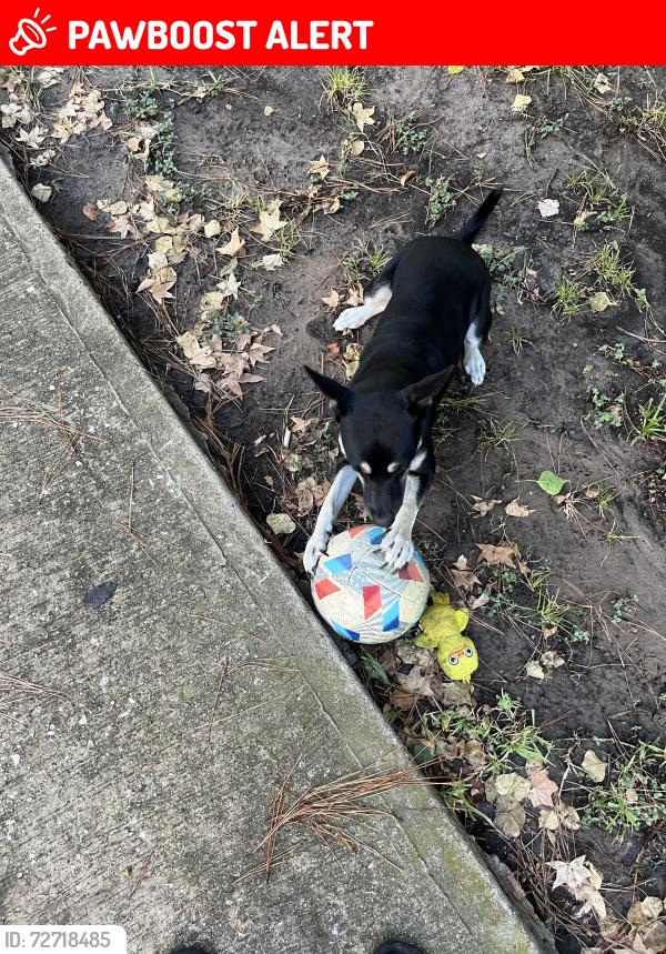 Lost Female Dog last seen Wilson road, Park lakes Elementary , North Belt Forest, TX 77396