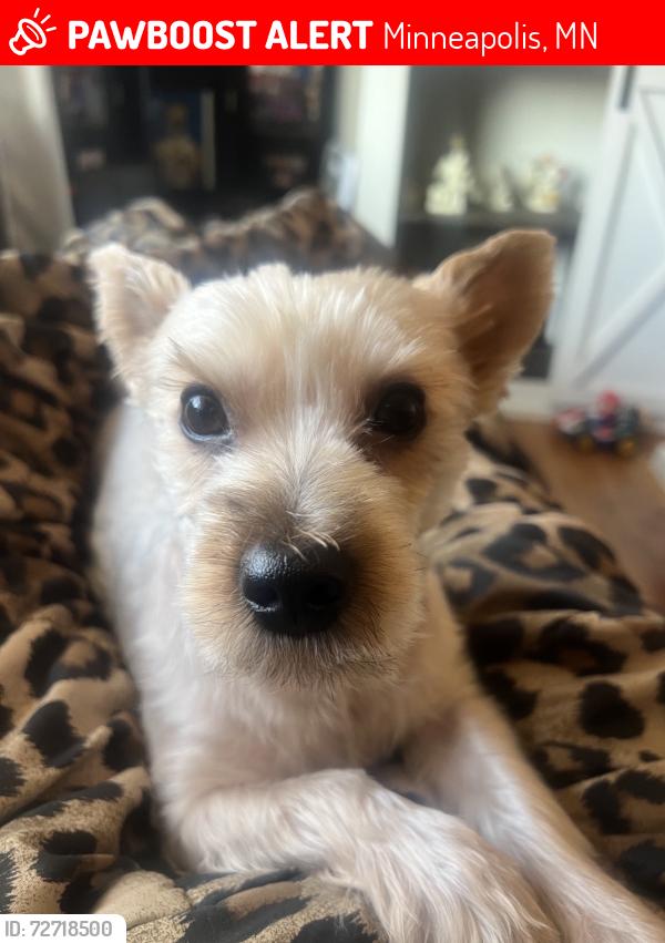 Lost Male Dog last seen 44th st & 14th ave, Minneapolis, MN 55402
