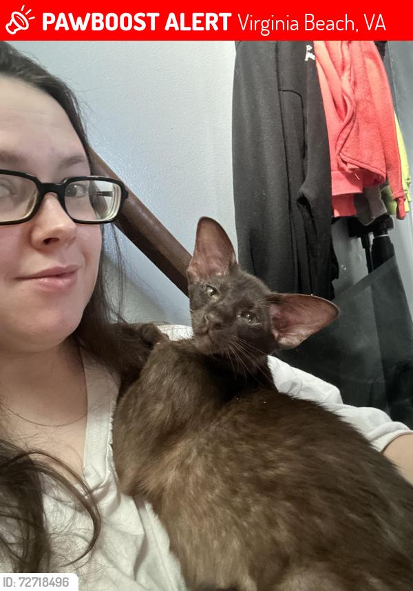 Lost Female Cat last seen Sangaree Circle in Rosemore Forest s , Virginia Beach, VA 23464