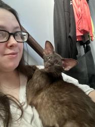 Lost Female Cat last seen Sangaree Circle in Rosemore Forest s , Virginia Beach, VA 23464