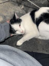 Found/Stray Female Cat last seen Warren st, De Soto, IA 50069