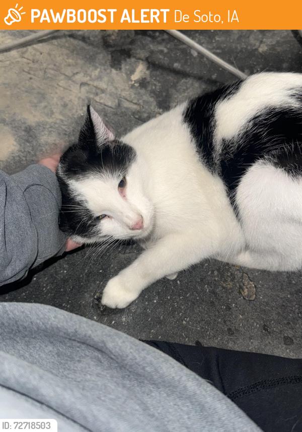 Found/Stray Female Cat last seen Warren st, De Soto, IA 50069