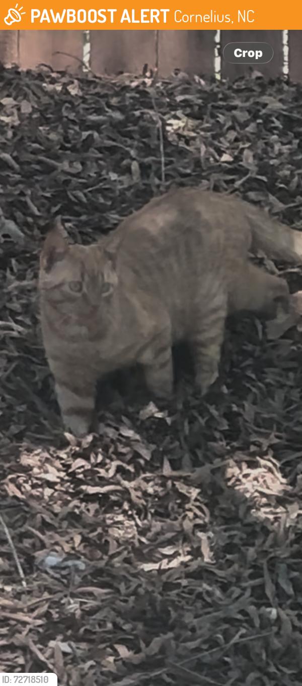 Found/Stray Unknown Cat last seen Catawba Ave, Cornelius, NC 28031