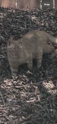 Found/Stray Unknown Cat last seen Catawba Ave, Cornelius, NC 28031