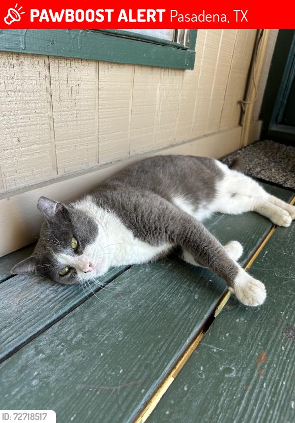 Lost Male Cat last seen Near Mulberry Lane, Pasadena, TX 77502