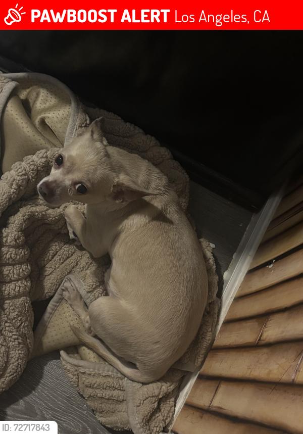 Lost Male Dog last seen Jesse Owen’s park century & western , Los Angeles, CA 90047
