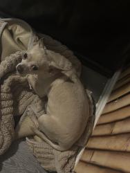 Lost Male Dog last seen Jesse Owen’s park century & western , Los Angeles, CA 90047
