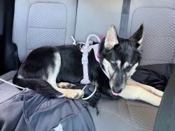 Found/Stray Female Dog last seen New Bern Ave near Corporation Parkway, Raleigh, NC 27610