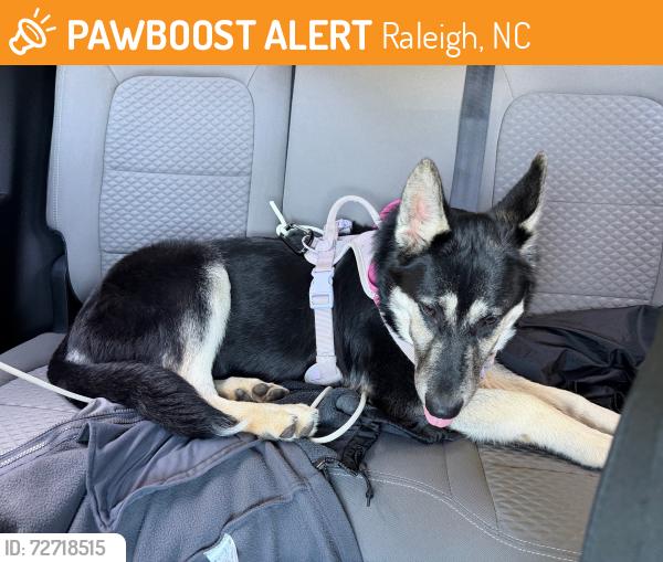Found/Stray Female Dog last seen New Bern Ave near Corporation Parkway, Raleigh, NC 27610